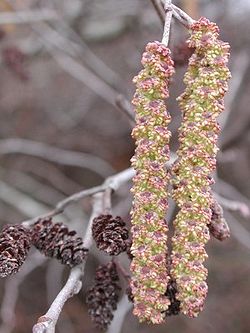 The Alder is monoecious. Shown here: maturing male flower catkins on right, last year's female catkins on left